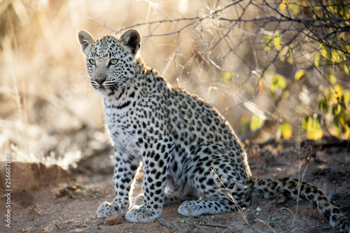 Photographie Young leopard cub