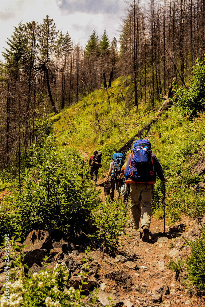 Naklejka premium Hikers backpackers on a forest trail in Alpine Lakes Wilderness, Washington
