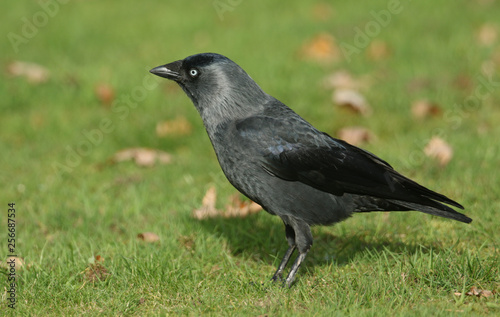 A beautiful Jackdaw (Corvus monedula) standing on the grass. 