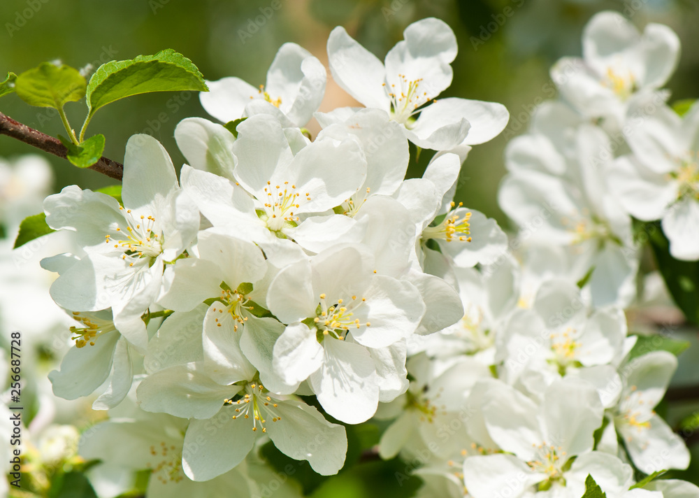 Spring day. White flowers of apple tree, close-up Spring day. White flowers of apple tree, close-up