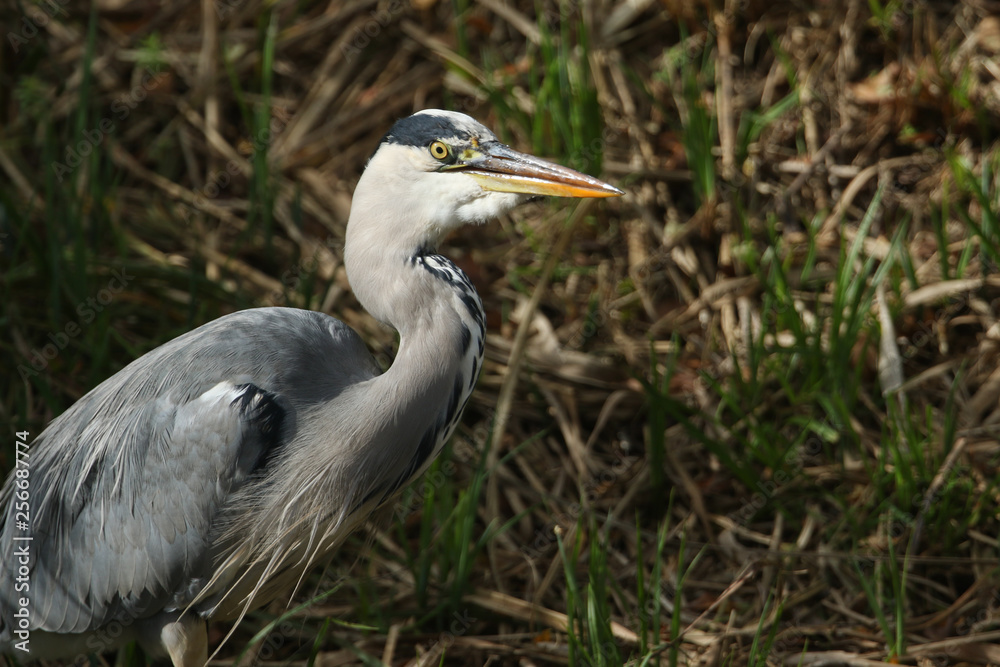 Fototapeta premium A Head shot of a Grey Heron (Ardea cinerea).