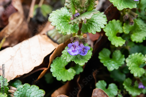 Ground Ivy Flowers in Bloom in Winter