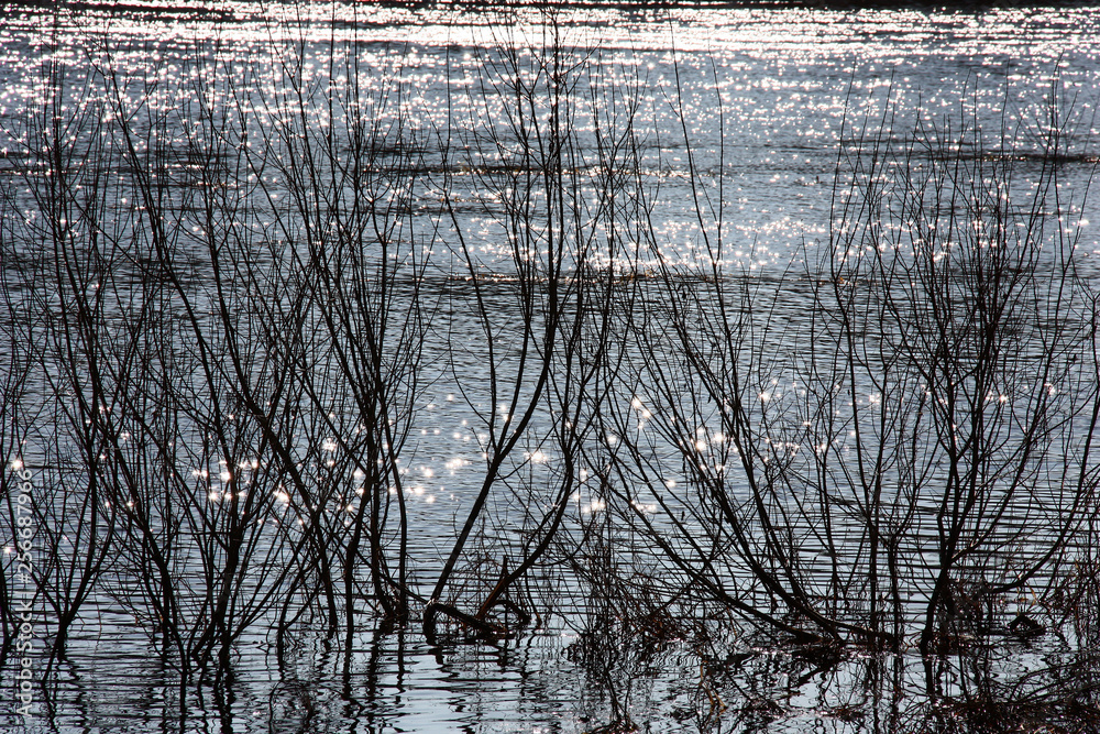Obraz premium Early spring. Black branches of bushes among water. On water easy ripples and reflections of a sunlight.