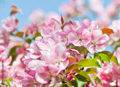 Spring day. Pink flowers of apple tree and blue sky