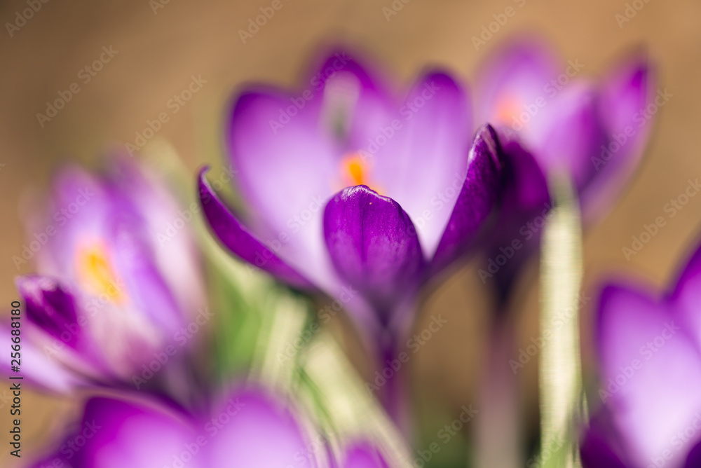 purple crocus flowers in spring purple crocus flowers in spring