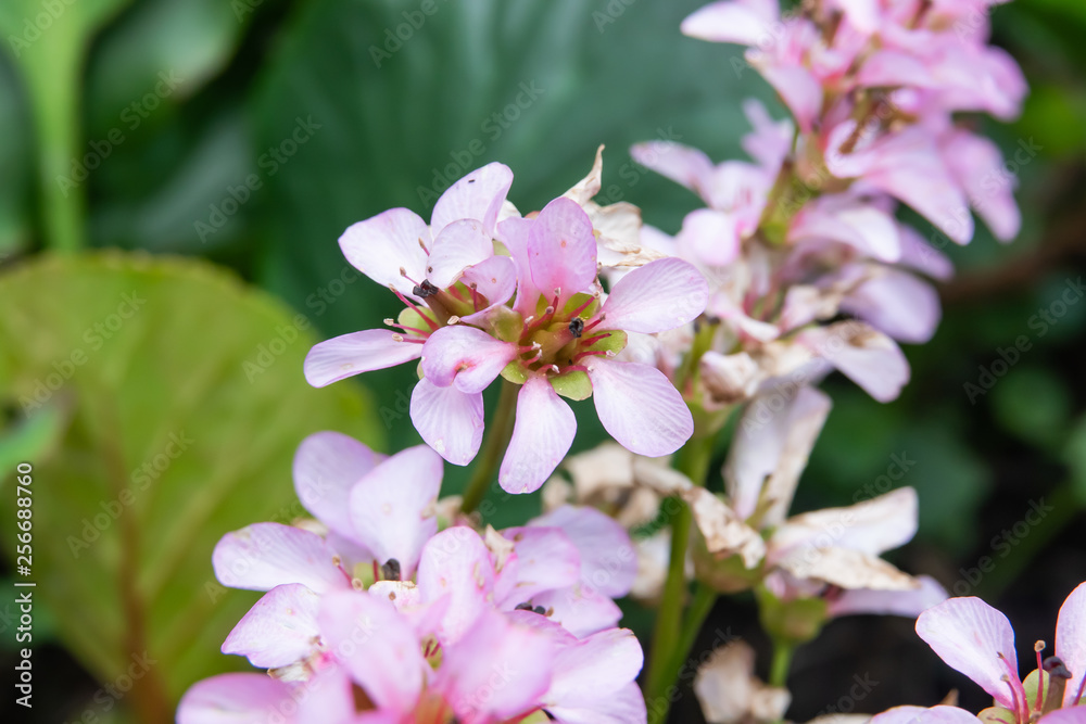 Heartleaf Bergenia Flowers in Bloom in Winter Heartleaf Bergenia Flowers in Bloom in Winter
