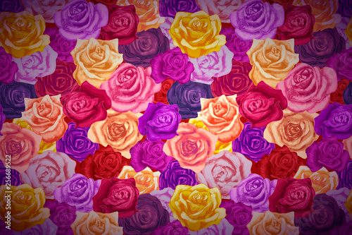 beautiful bright colorful rosebuds  wide detailed background