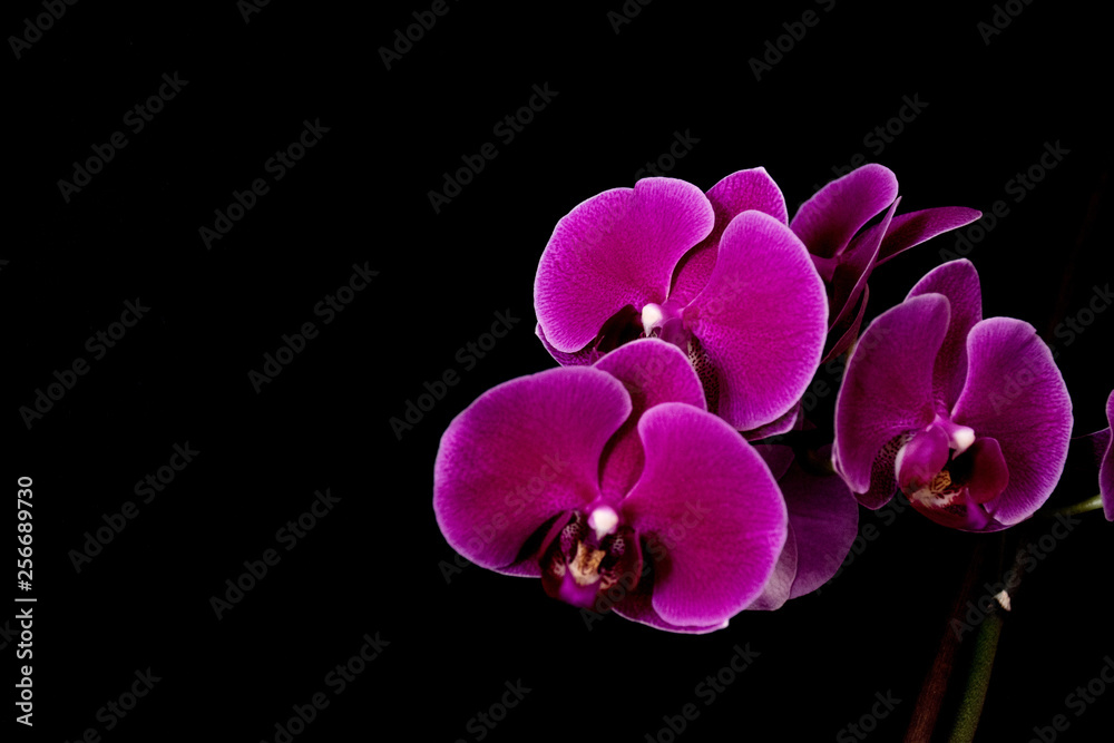 Obraz premium orchid