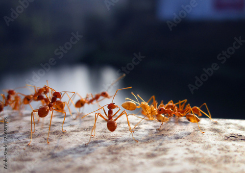 Ants close up beside a river. © Junaid
