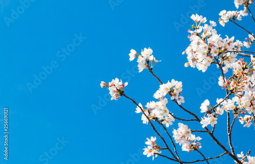Spring flowers against a blue sky.