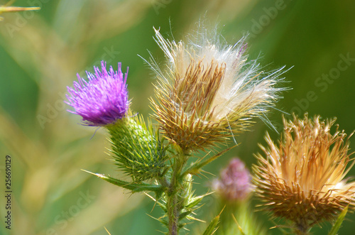 Flor de cardo  photo