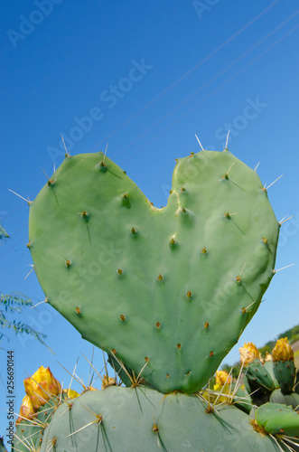 hoja de catus forma de corazón photo