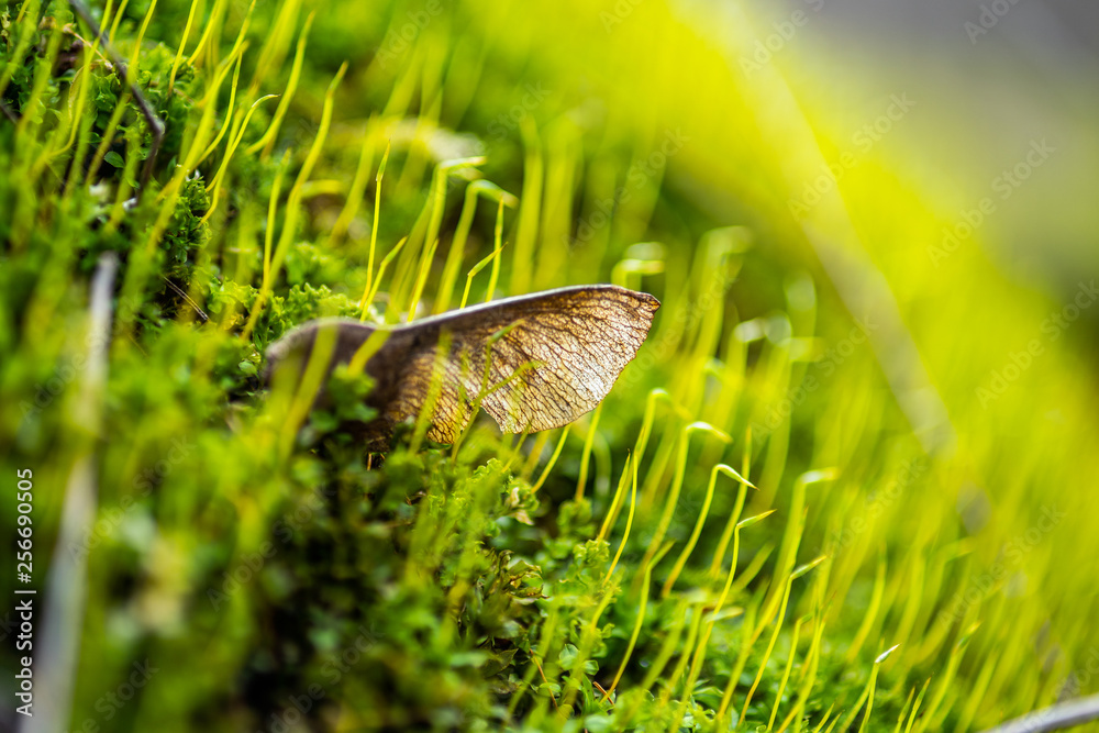 Obraz premium Fresh green spring moss sprout in nature in the forest
