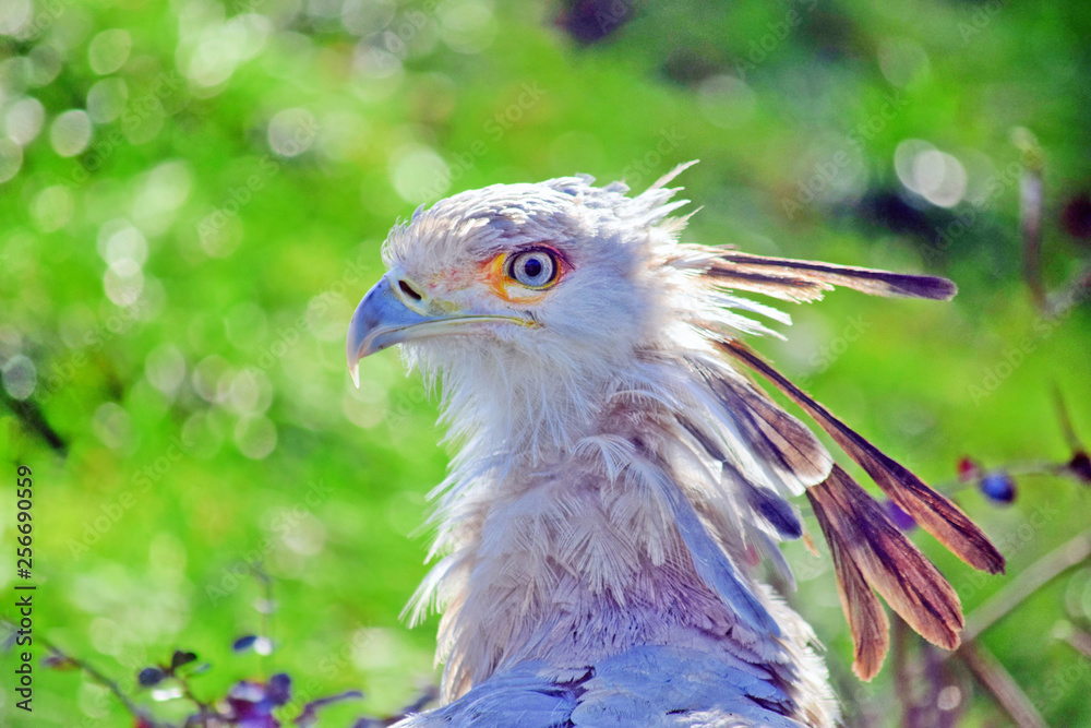Beautiful Secretary Bird Head Portratit Closeup Beautiful Secretary Bird Head Portratit Closeup