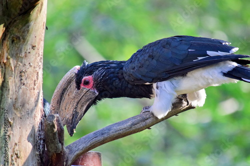 Trumpeter Hornbill Ceratogymna Bucinator Exotic Bird  photo