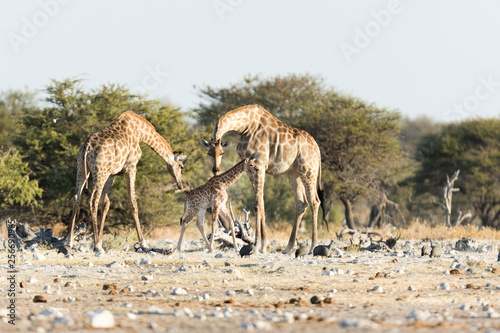 Giraffe family © 2630ben