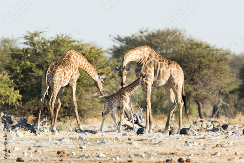 Fototapeta Naklejka Na Ścianę i Meble -  Giraffe family