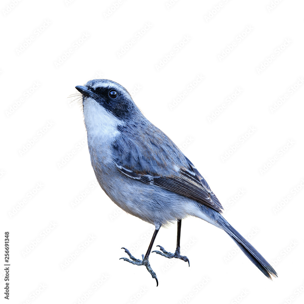 Fototapeta premium Grey Bushchat or Saxicola Ferrea, beautiful grey bird isolated perching on branch with white background and clipping path.