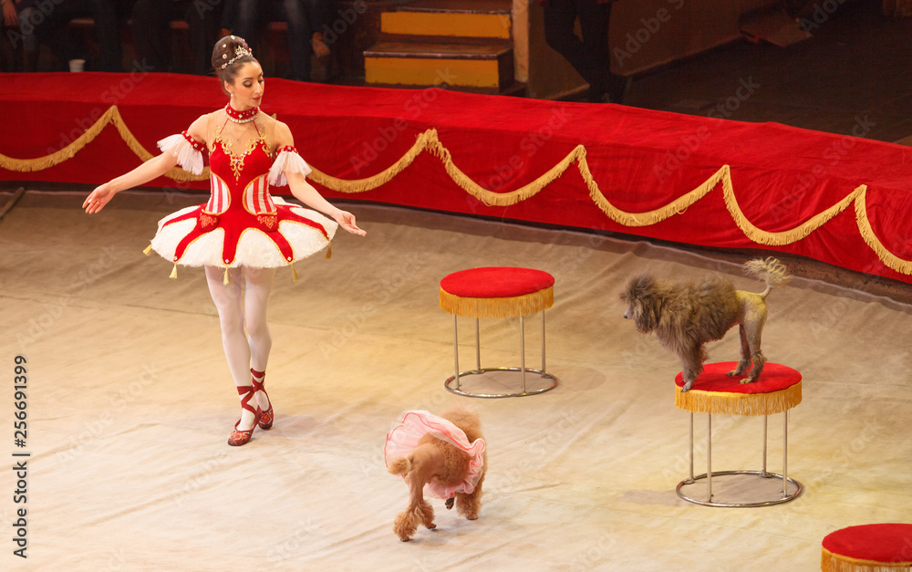 performance of a dog trainer in a circus.