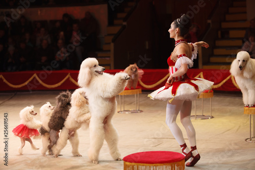 Photography performance of a dog trainer in a circus.