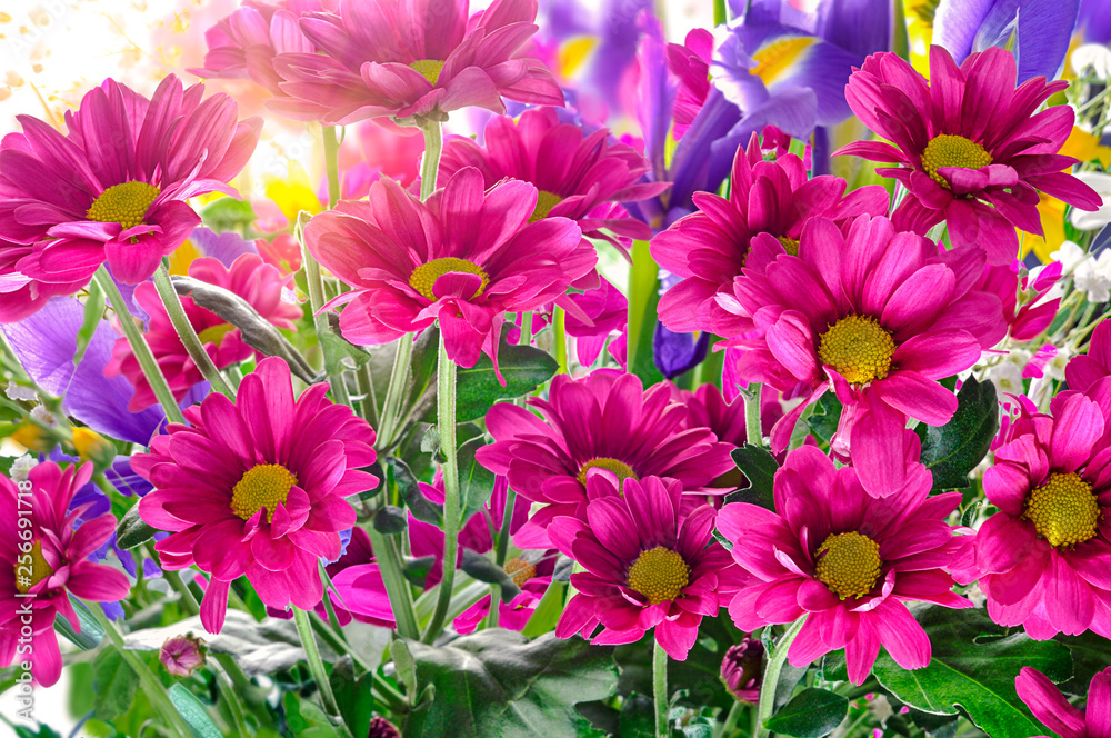 red chrysanthemums sunlight red chrysanthemums sunlight
