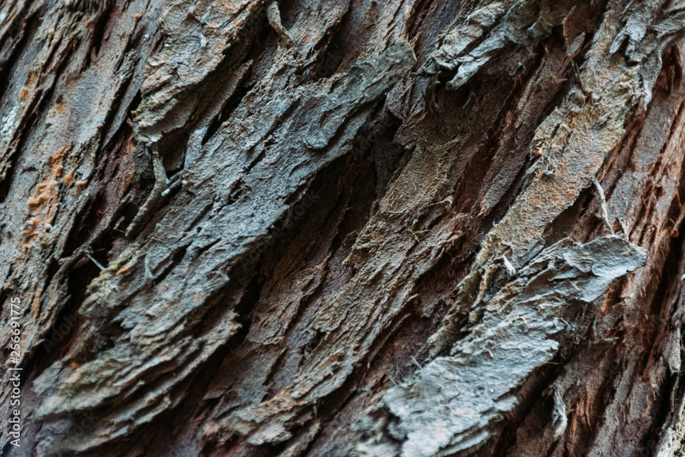 Tree bark texture Tree bark texture