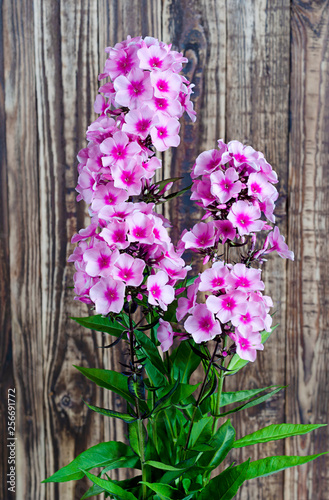 Bush Phlox background fence