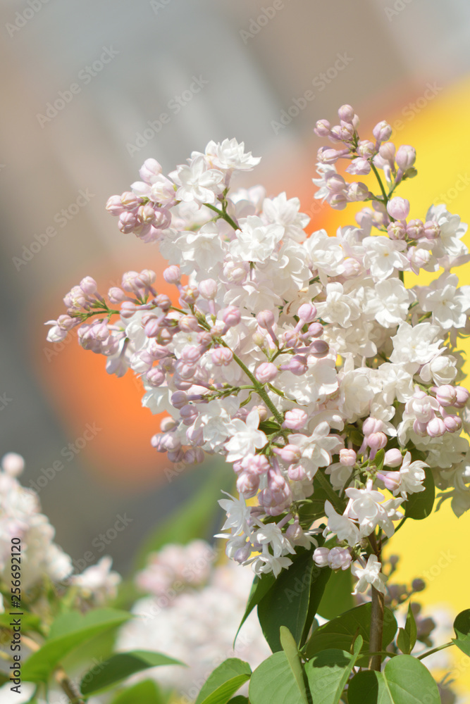 Garden of Eden with flowers - closeup. Garden of Eden with flowers - closeup.