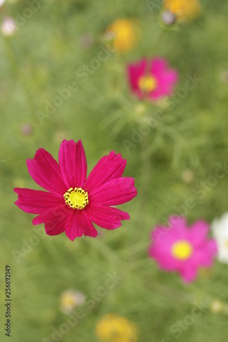 flowers in the garden