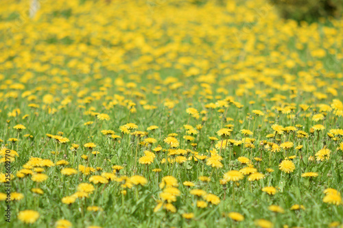 field of yellow flowers