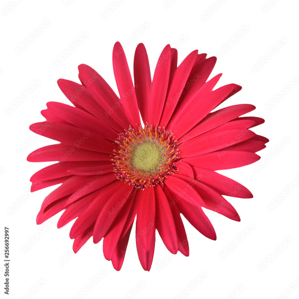 Gerbera isolated on white background