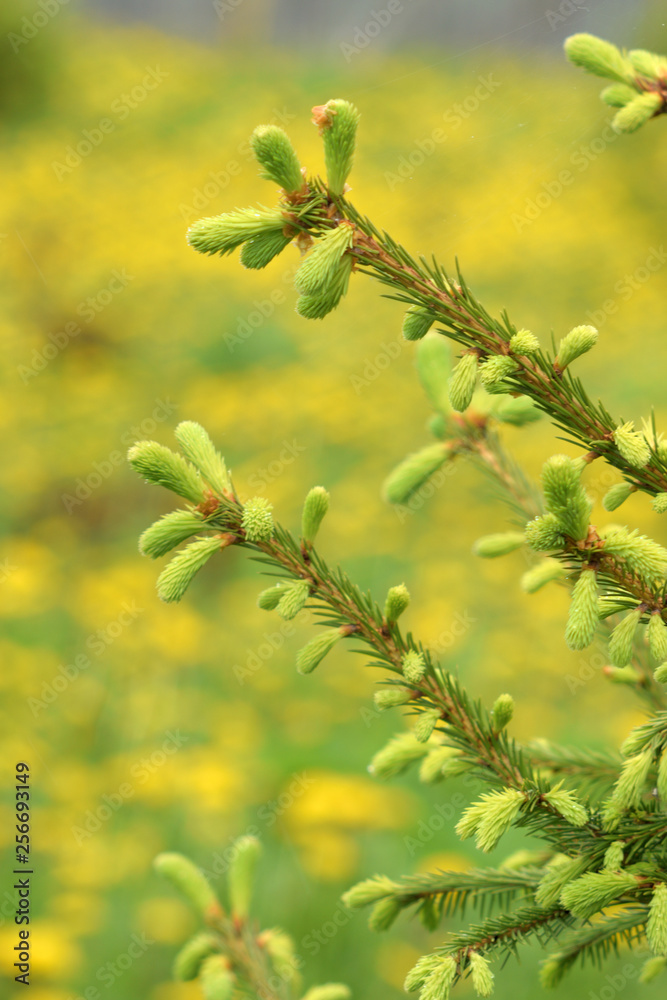 Fototapeta premium abstraction - the beginning of life