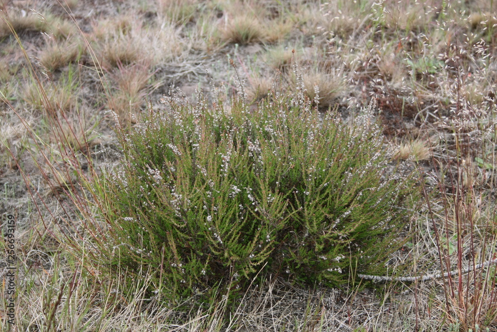 lüneburger heide lüneburger heide