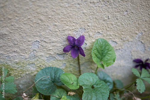 Viola odorata flower photo