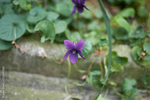 Viola odorata flower