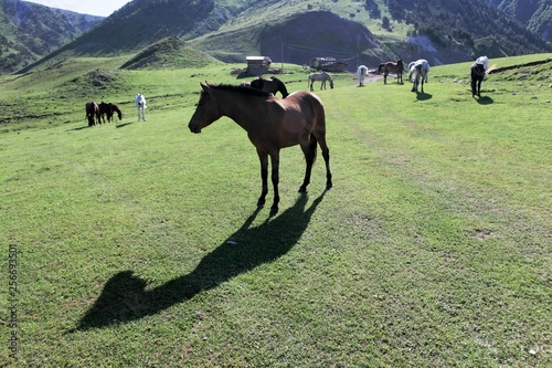 Horse walking in field.artvin/savsat/turkey