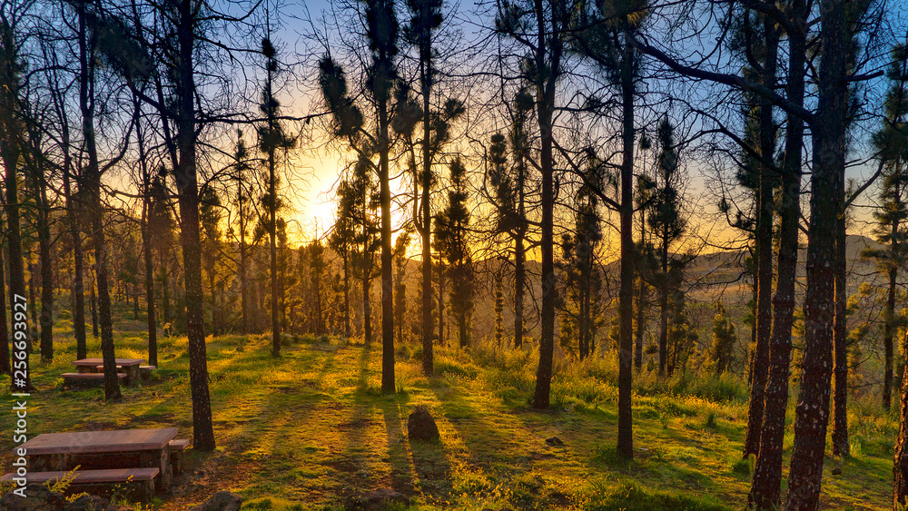 Fototapeta premium forest at sunset