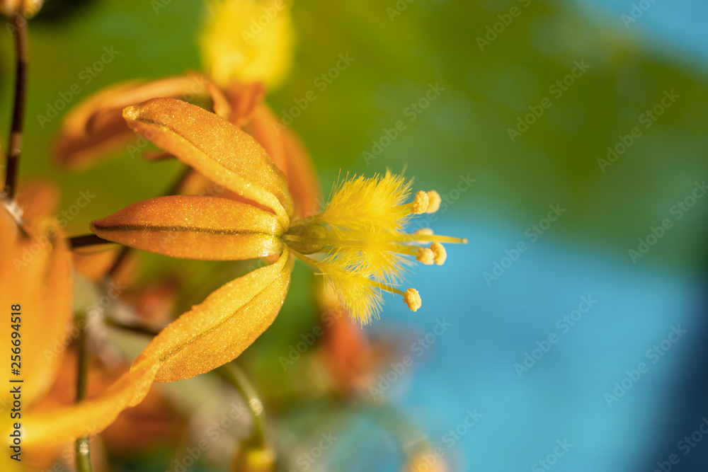 Extreme close-up on a bulbine flower in natural colours