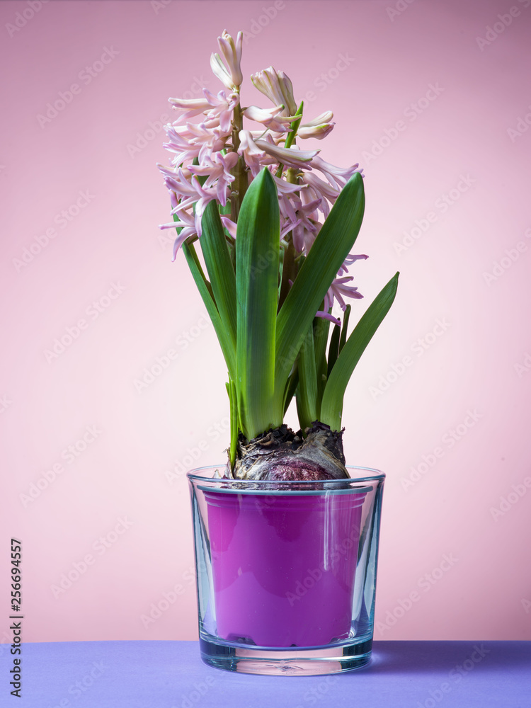 Hyacinth floating in the air with roots.
