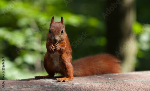 Amazing Red Squirrel © supersomik
