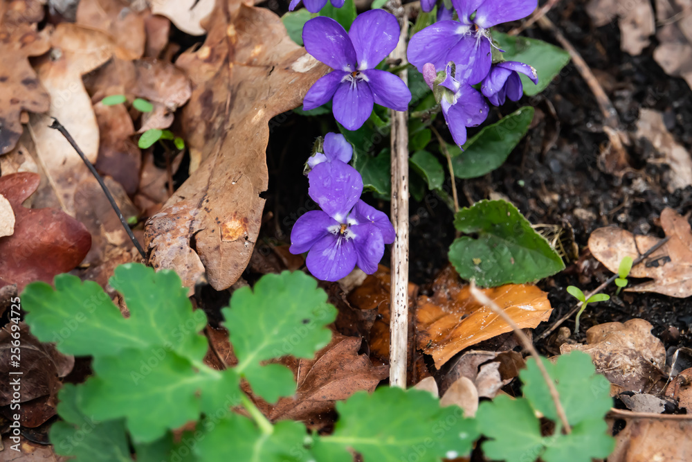 Violet Flowers in Bloom in Winter