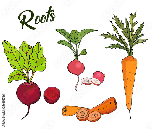 Illustration of root vegetables, beets, carrots, radishes isolated on white background. Vector