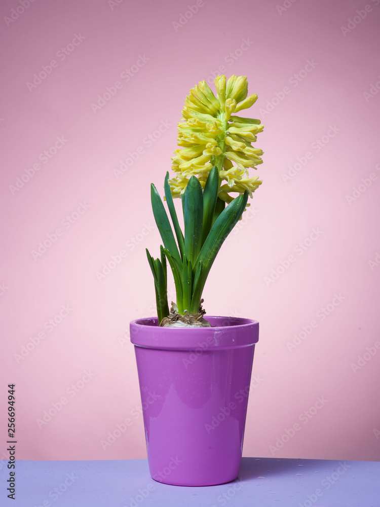 Fototapeta premium Hyacinth floating in the air with roots.