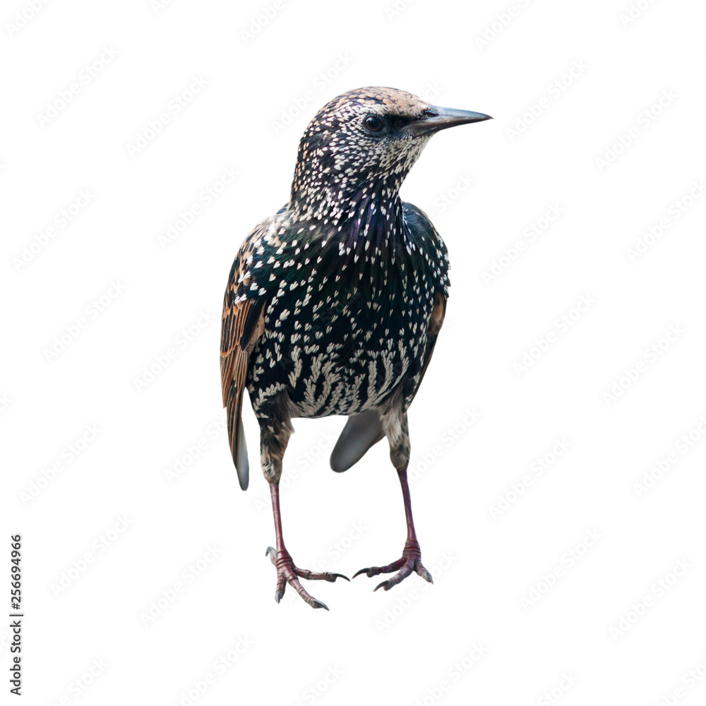 The common starling (Sturnus vulgaris), isolated on white background The common starling (Sturnus vulgaris), isolated on white background
