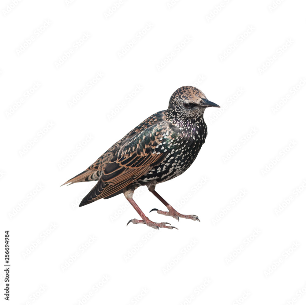 Fototapeta premium The common starling (Sturnus vulgaris), isolated on white background