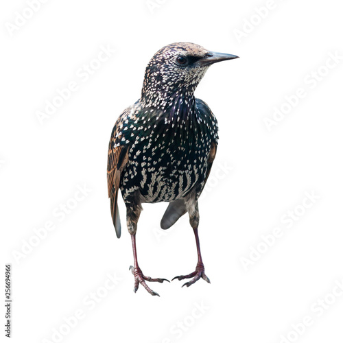 The common starling (Sturnus vulgaris), isolated on white background