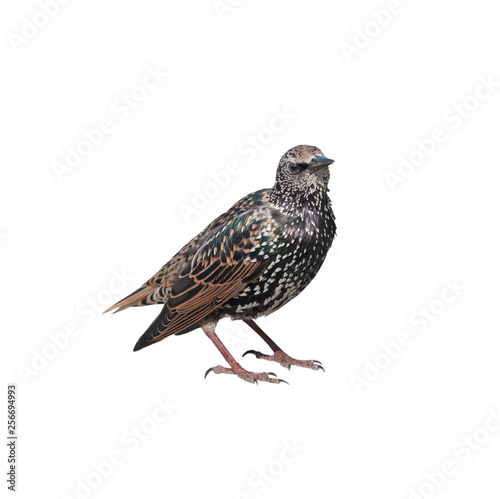 The common starling (Sturnus vulgaris), isolated on white background © E.O.