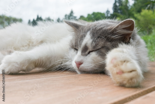 sleeping cat on a wooden floor