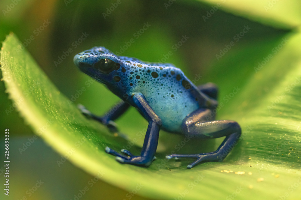 Obraz premium Blue poison dart frog (Dendrobates tinctorius azureus) also known as Kaiwan sitting on a green leaf
