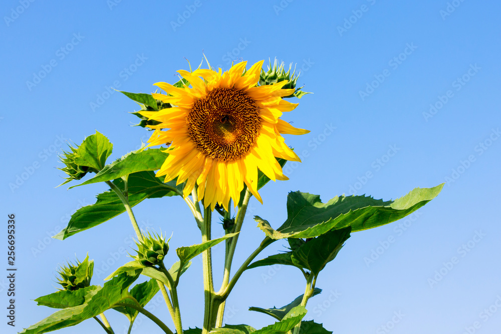 Sunflower on a blue sky background in sunny weather_ Sunflower on a blue sky background in sunny weather_